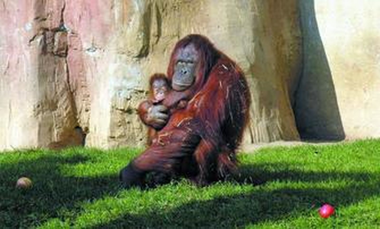 Una orangután con su cría en el zoológico de Fuengirola (Málaga).