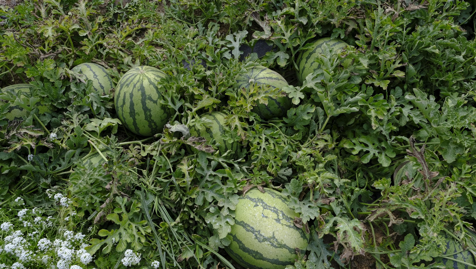 La sandía y el melón de Huércal Overa, manjares en imágenes