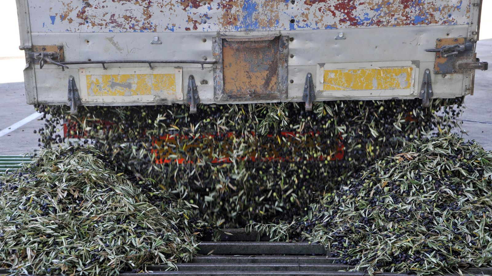 Un remolque descargando aceitunas