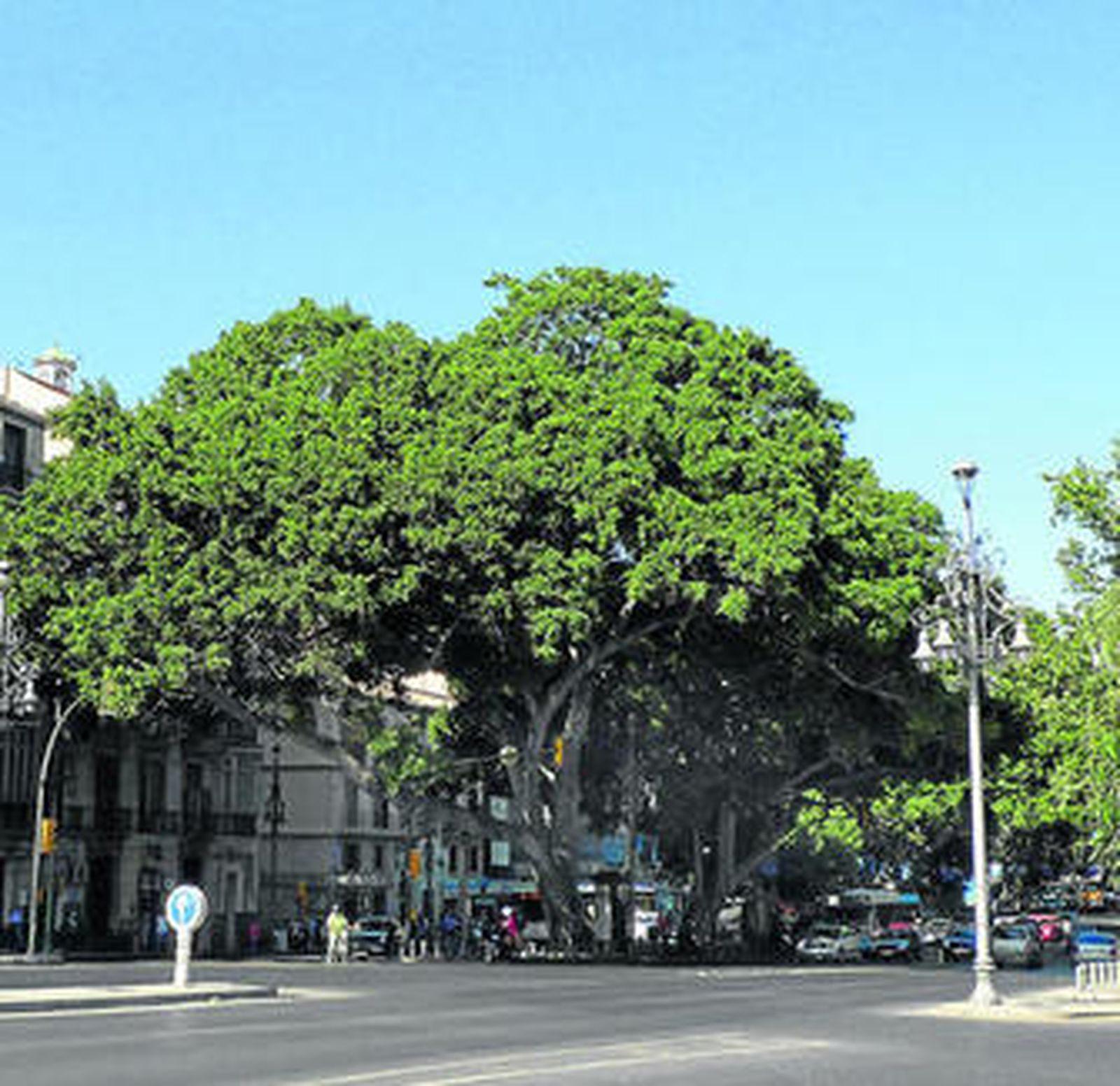 Vista lateral norte de la Alameda.