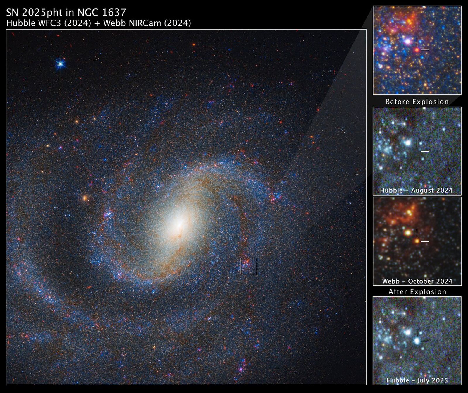 La imagen principal de la izquierda muestra una vista combinada de Webb y Hubble de la galaxia espiral NGC 1637, con la región de interés en la parte superior derecha. Los tres paneles restantes muestran una vista detallada de una estrella supergigante roja antes y después de su explosión. La estrella no es visible en la imagen del Hubble antes de la explosión, pero aparece en la imagen de Webb. La vista de julio de 2025 desde el Hubble muestra las brillantes secuelas de la explosión.