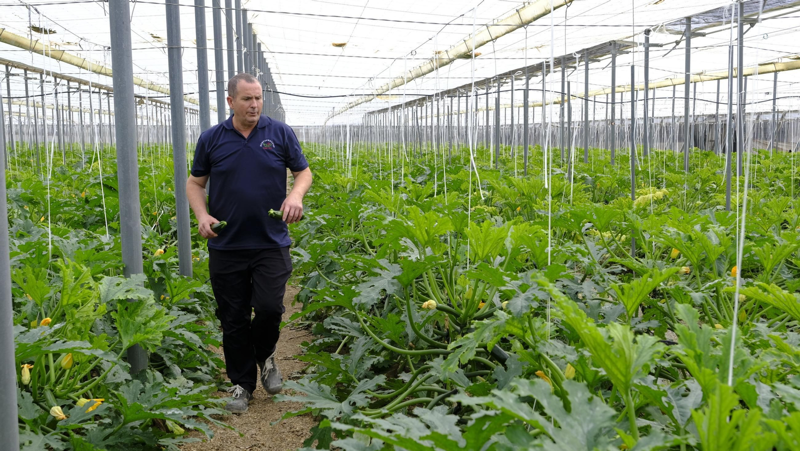 Así han atacado los virus a los calabacinos, en imágenes
