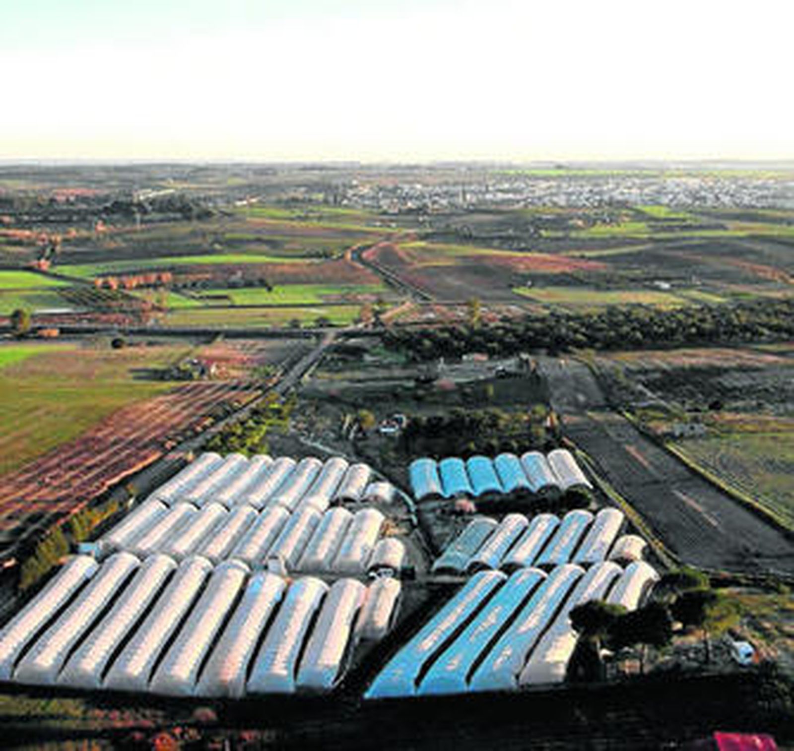 Cultivos agrícolas en la Corona Norte del Espacio Natural de Doñana.