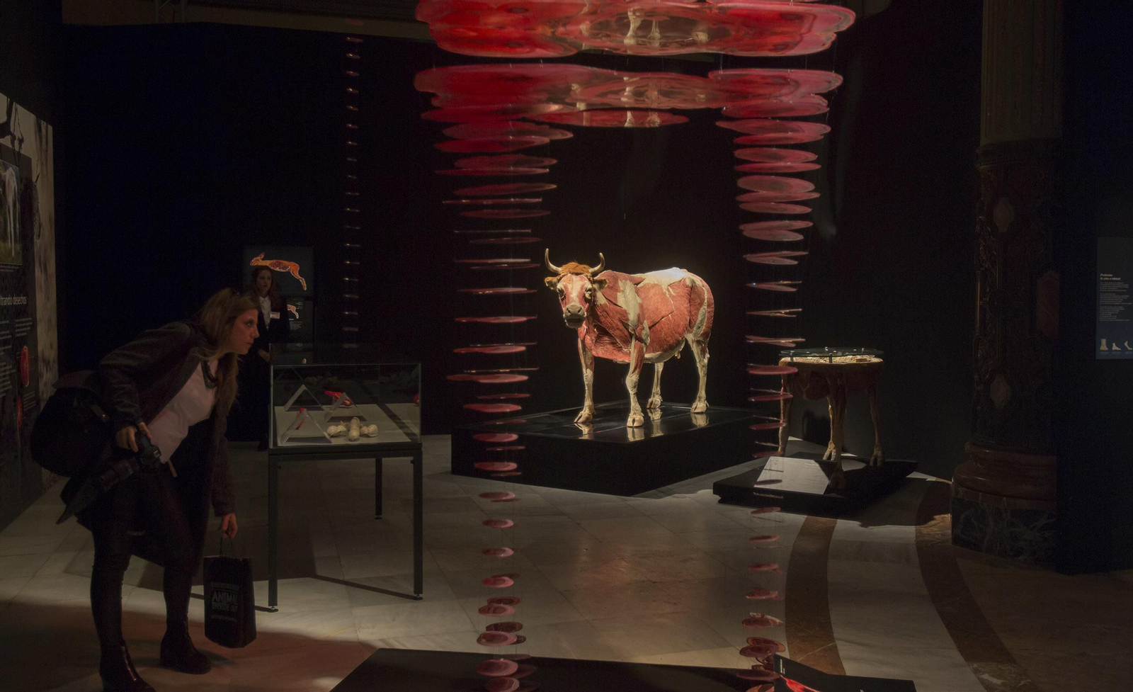 La exposición 'Animal Inside Out', en Sevilla