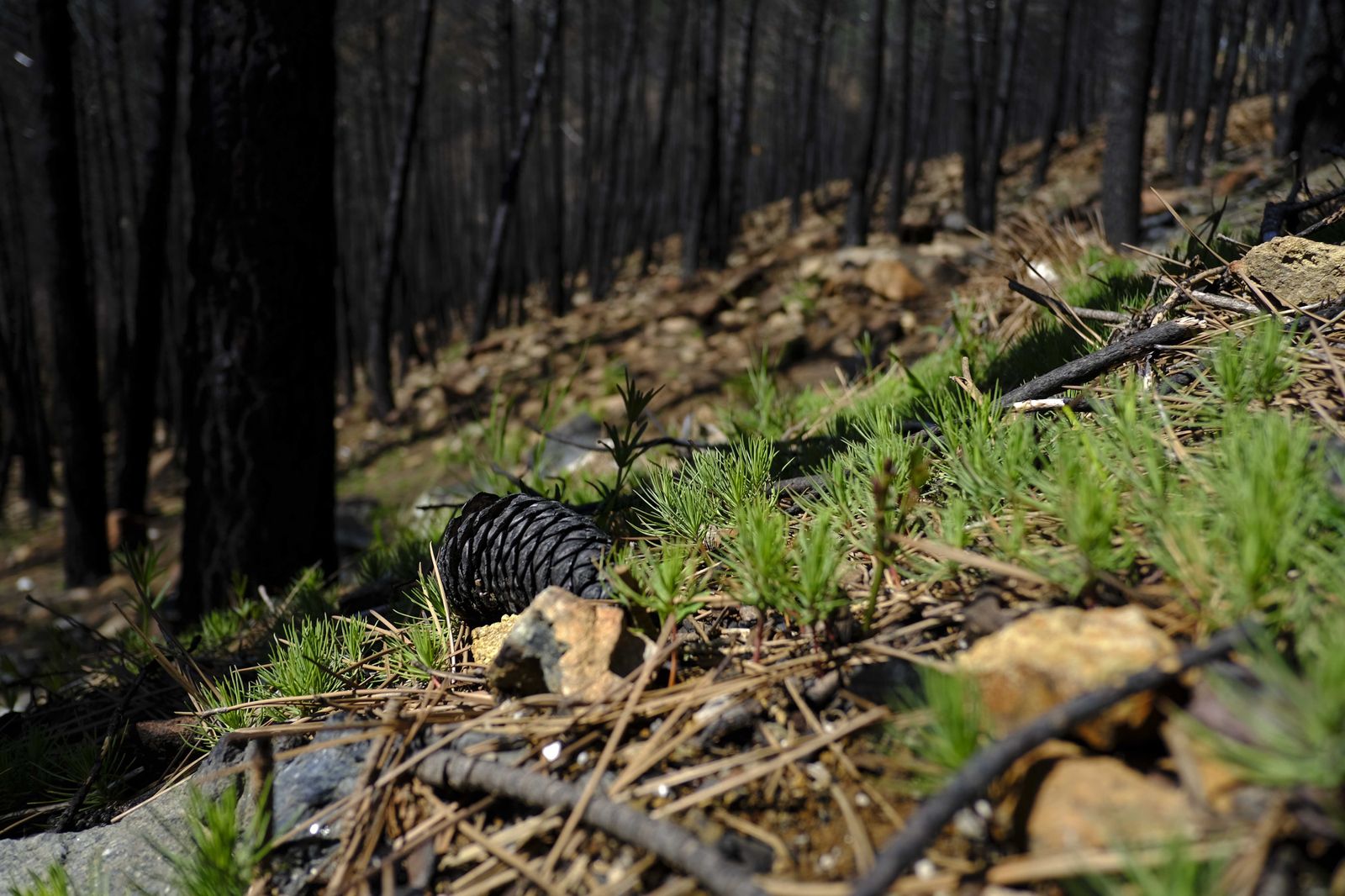 Así se recupera Sierra Bermeja tras el incendio (fotos)