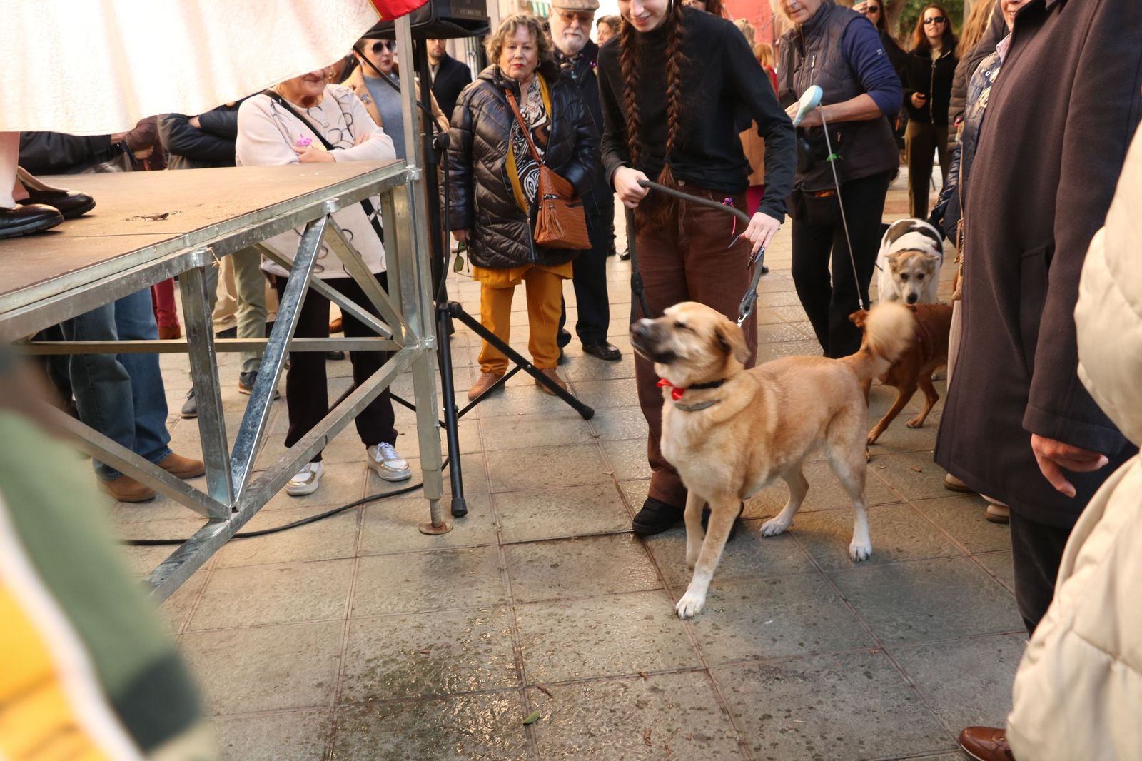 Así ha sido la bendición de las mascotas y la subasta de 'rabicos' en el casco histórico de Almería