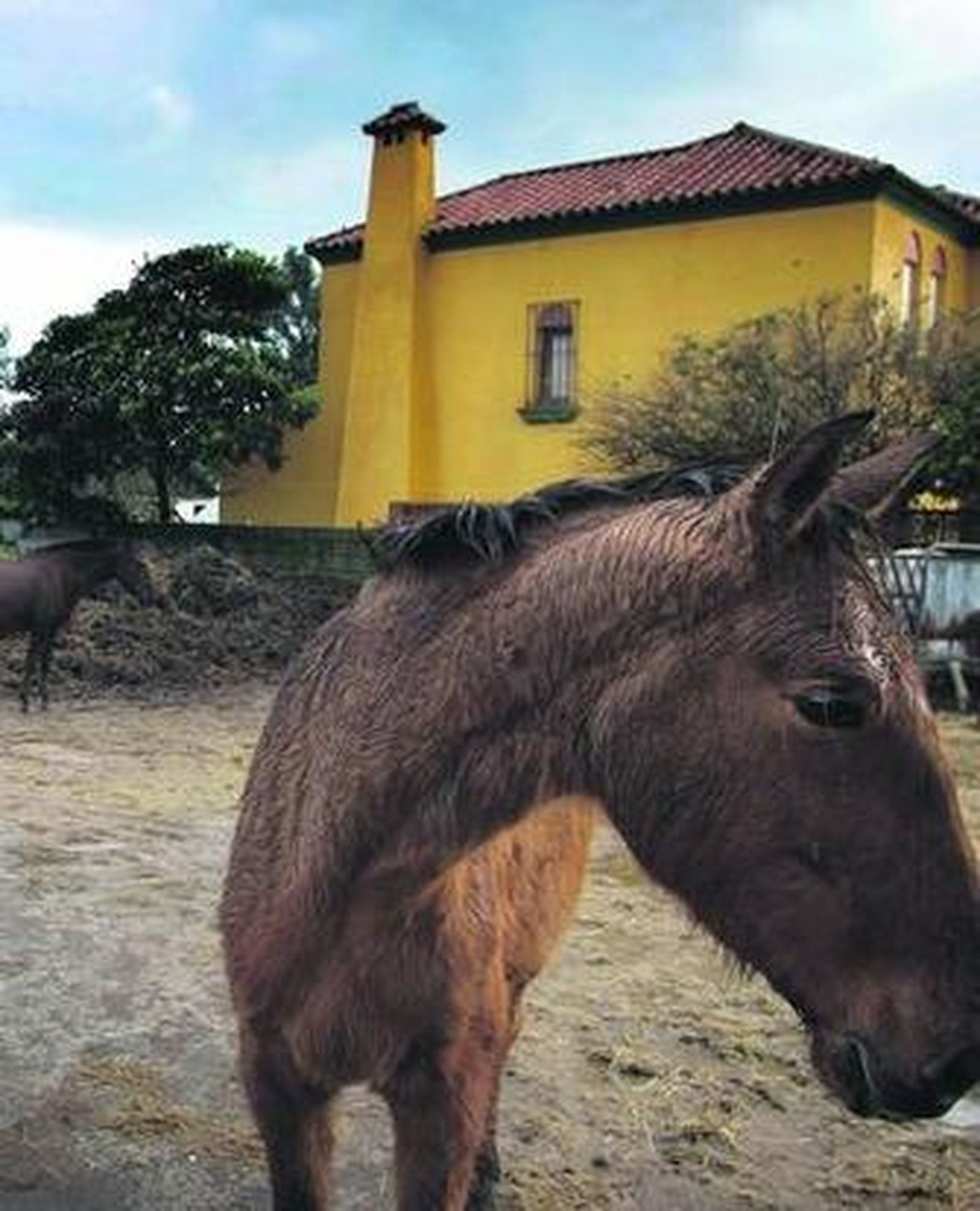 Dos equinos de un picadero existente en La Línea.