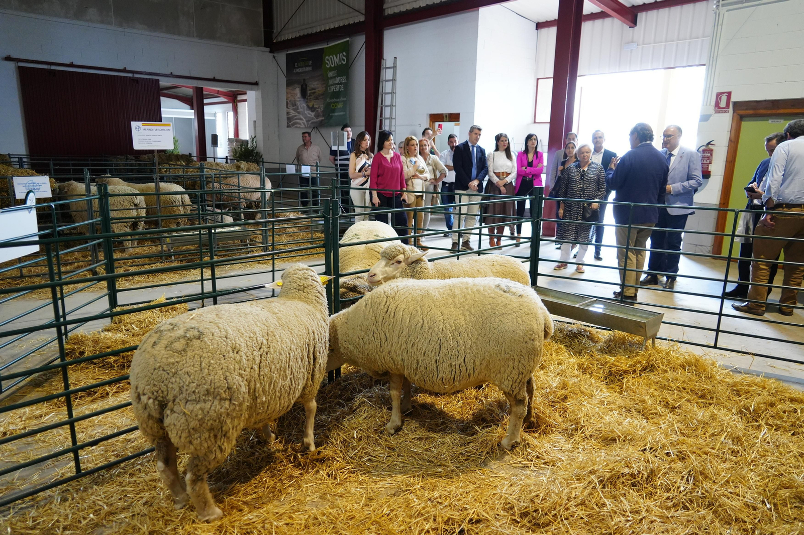 Parte de la instalación dedicada al ganado ovino.