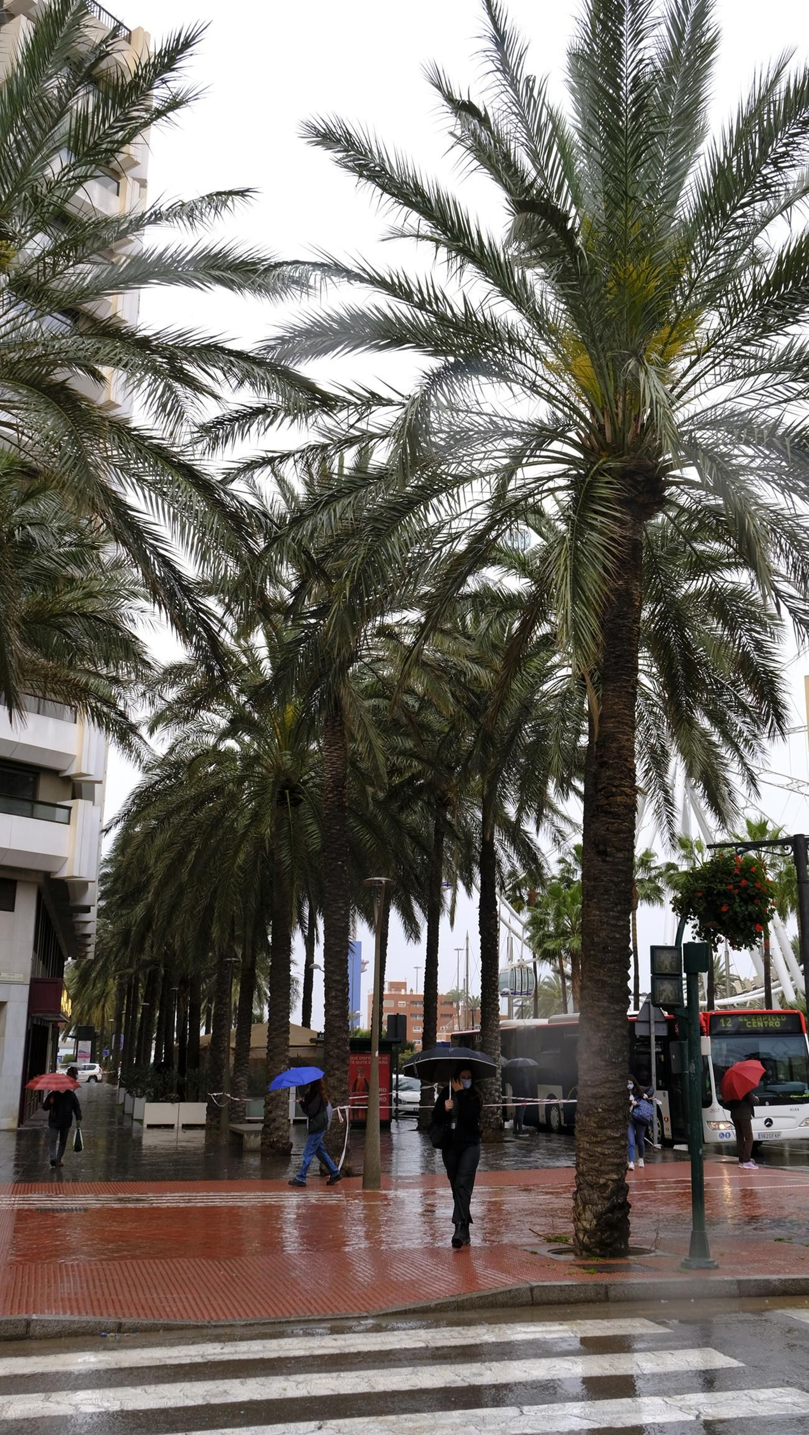 Imágenes de la acotación de palmeras. Almería