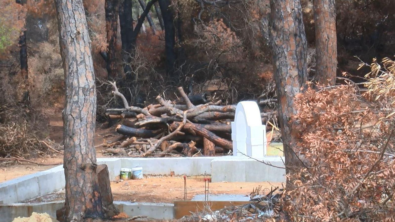 Restos de los árboles cortados en el Patio del Pozo