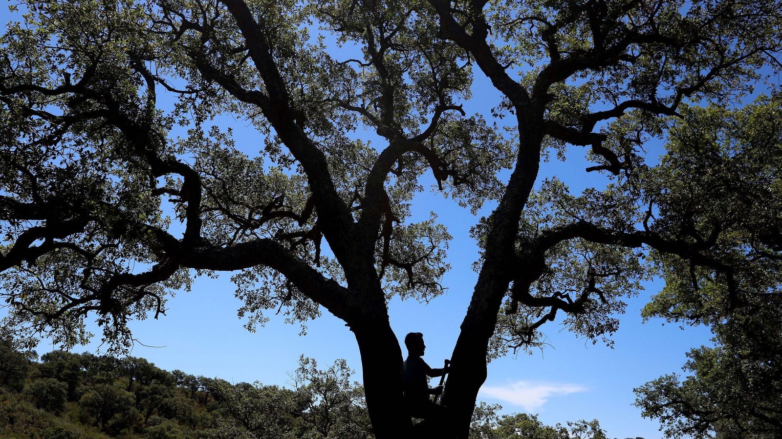 Una persona descorcha un alcornoque.