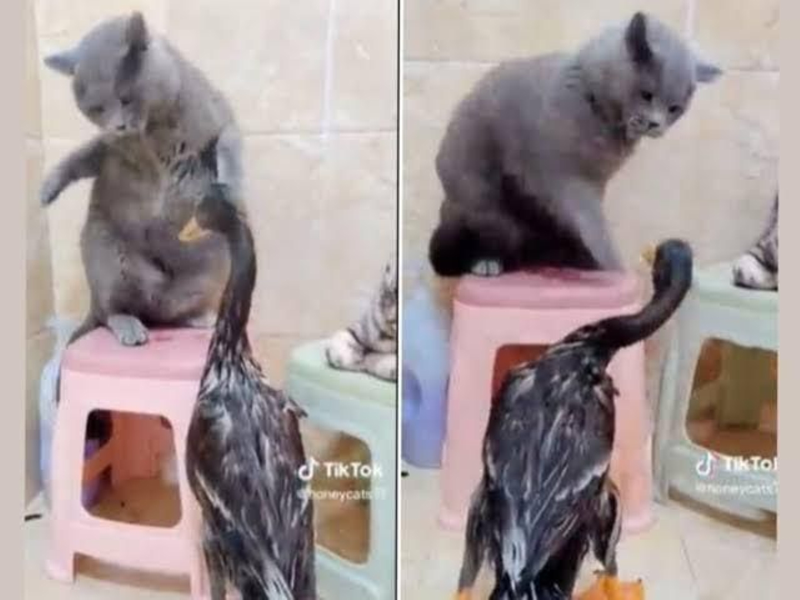 "El gato boxeador": así es el felino viral que arrasa en Tik Tok por pelearse con un ganso