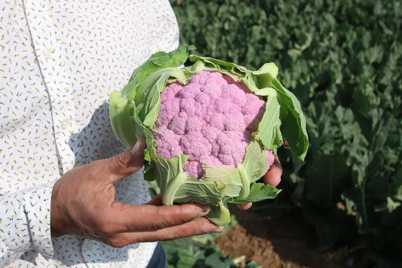 Fotogalería de las jornadas de puertas abiertas de Rijk Zwaan en Cartagena
