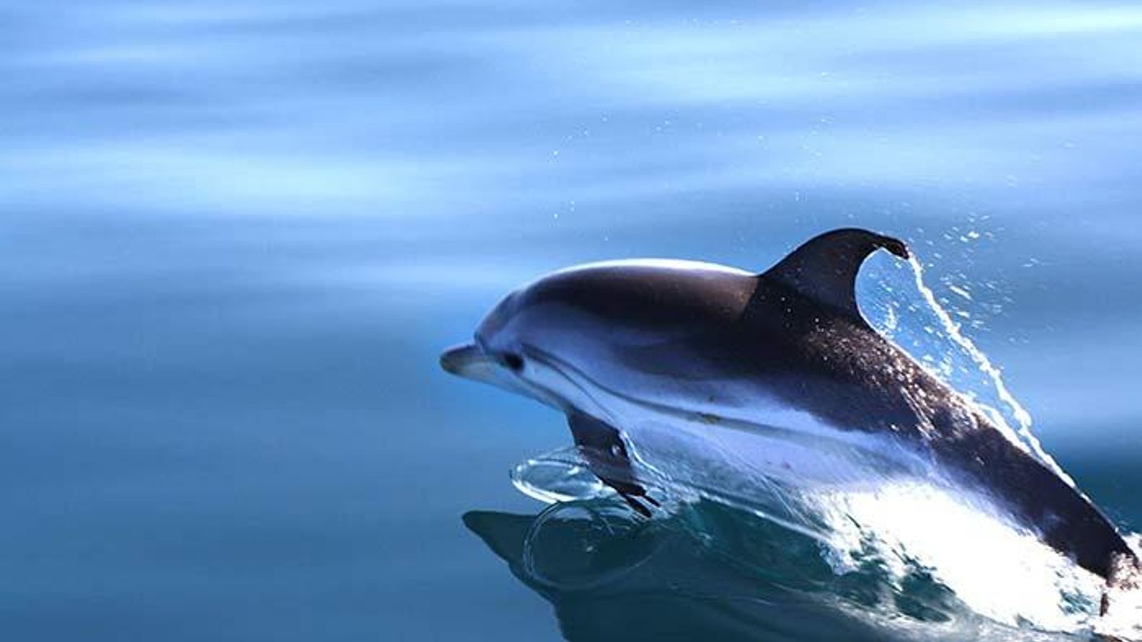 Hasta siete tipos de cetáceos han sido identificados en el enclave