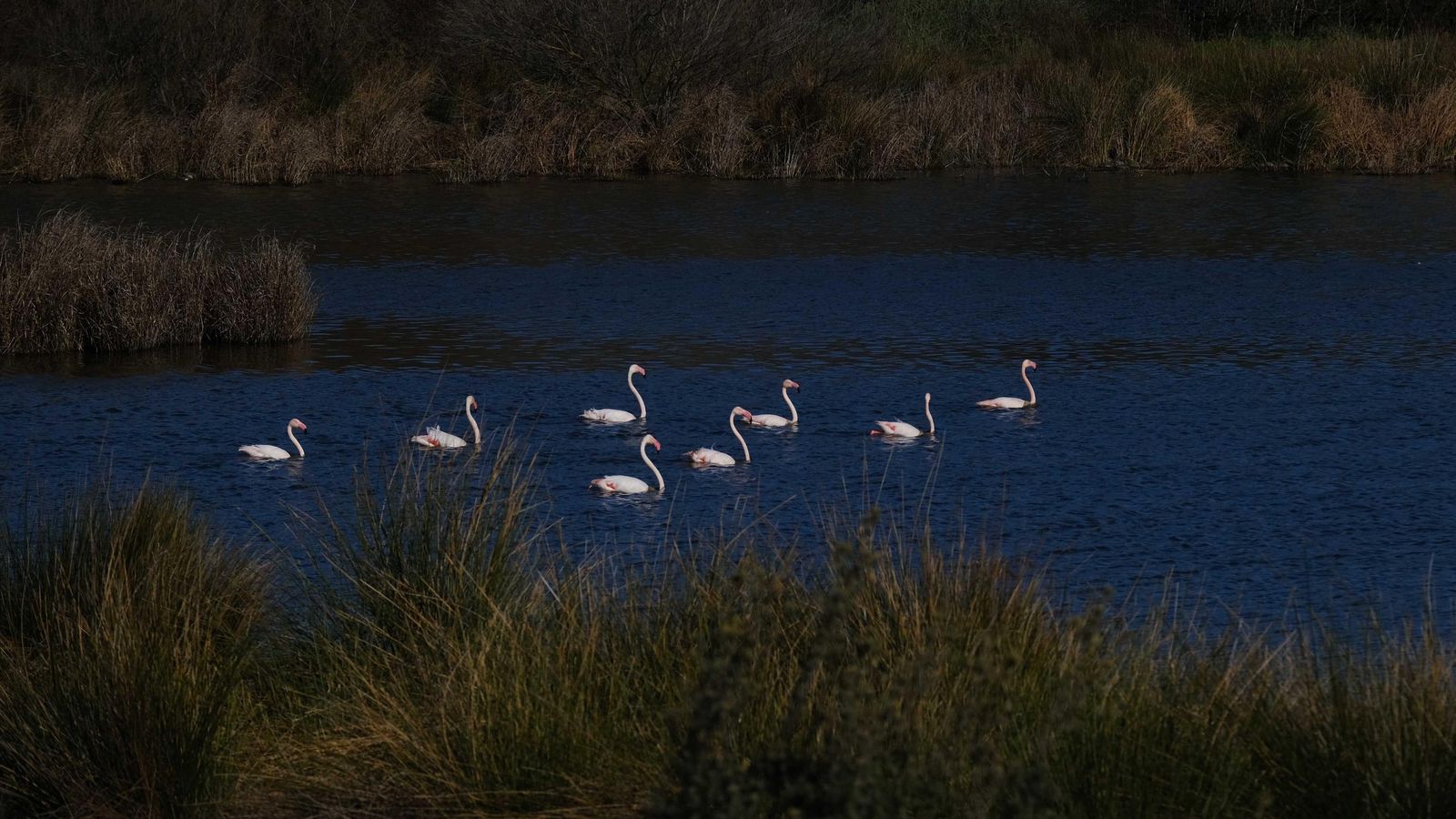Flamencos en el Laguneto próximo al centro de visitantes Flamencos en el Laguneto próximo al centro de visitantes