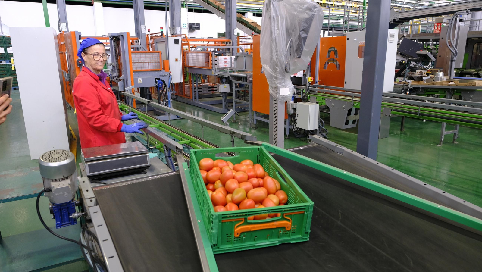 Tomates del campo almeriense para los lineales de los supermercados, en imágenes