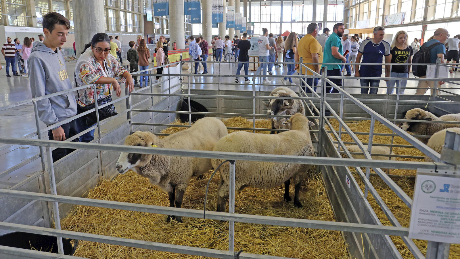 Gran afluencia de público en la clausura de Fegasur