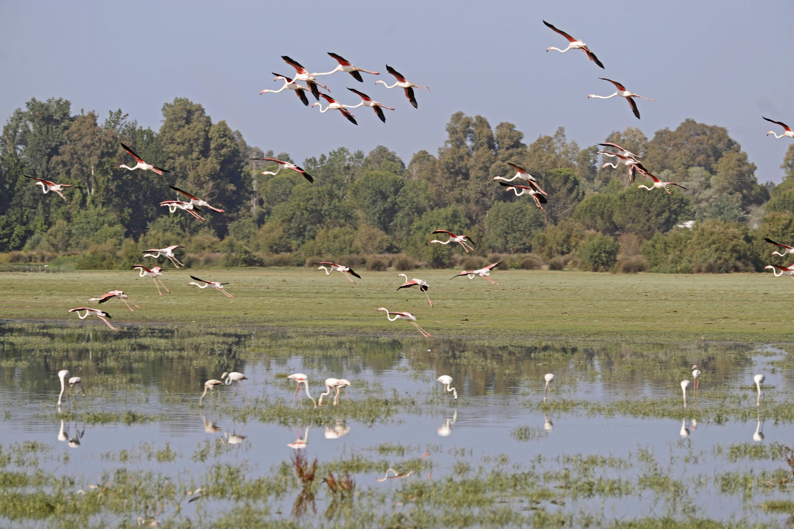 Los flamencos en las marismas de Doñana Los flamencos en las marismas de Doñana