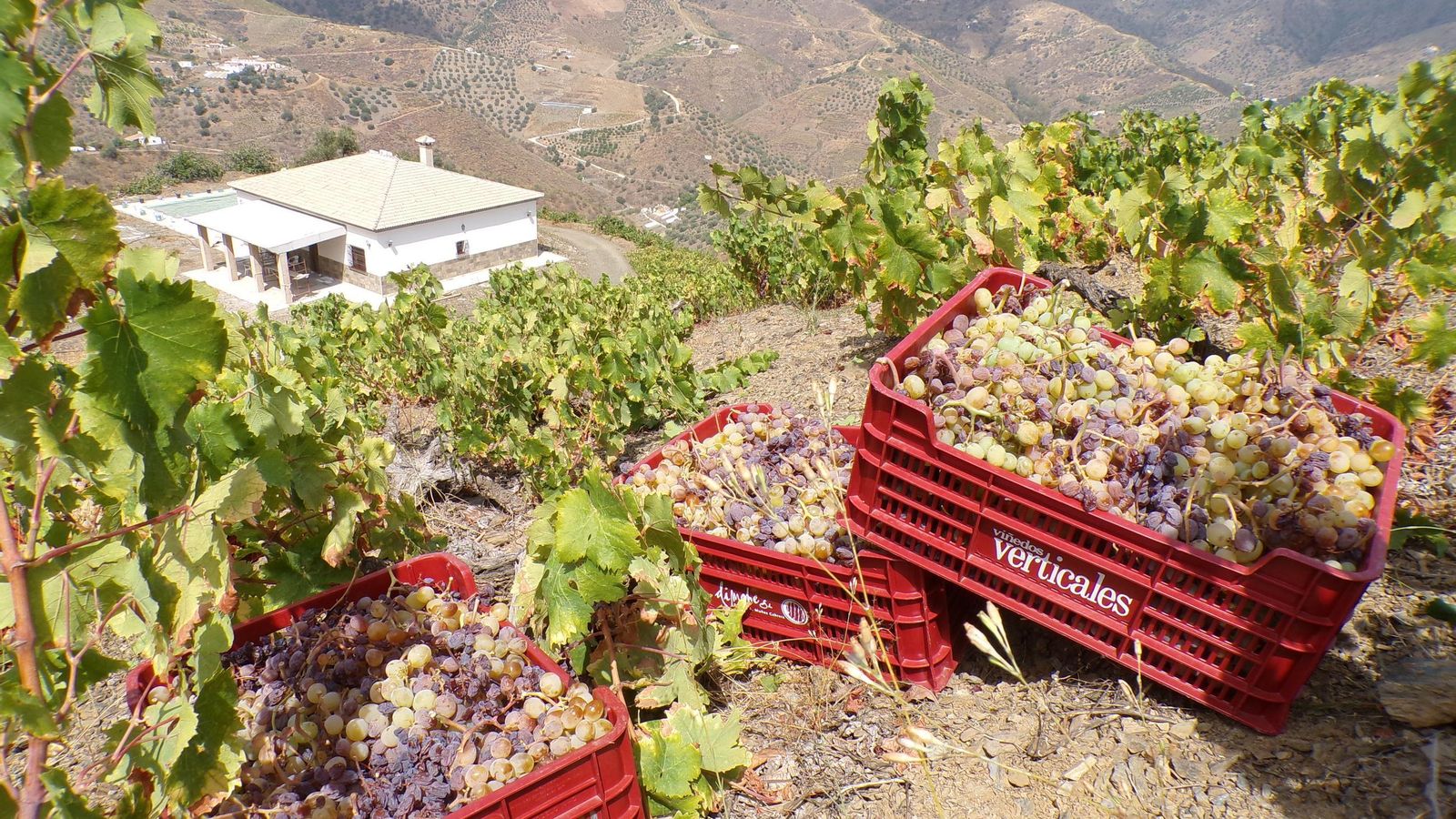 La vendimia en la Axarquía, en imágenes