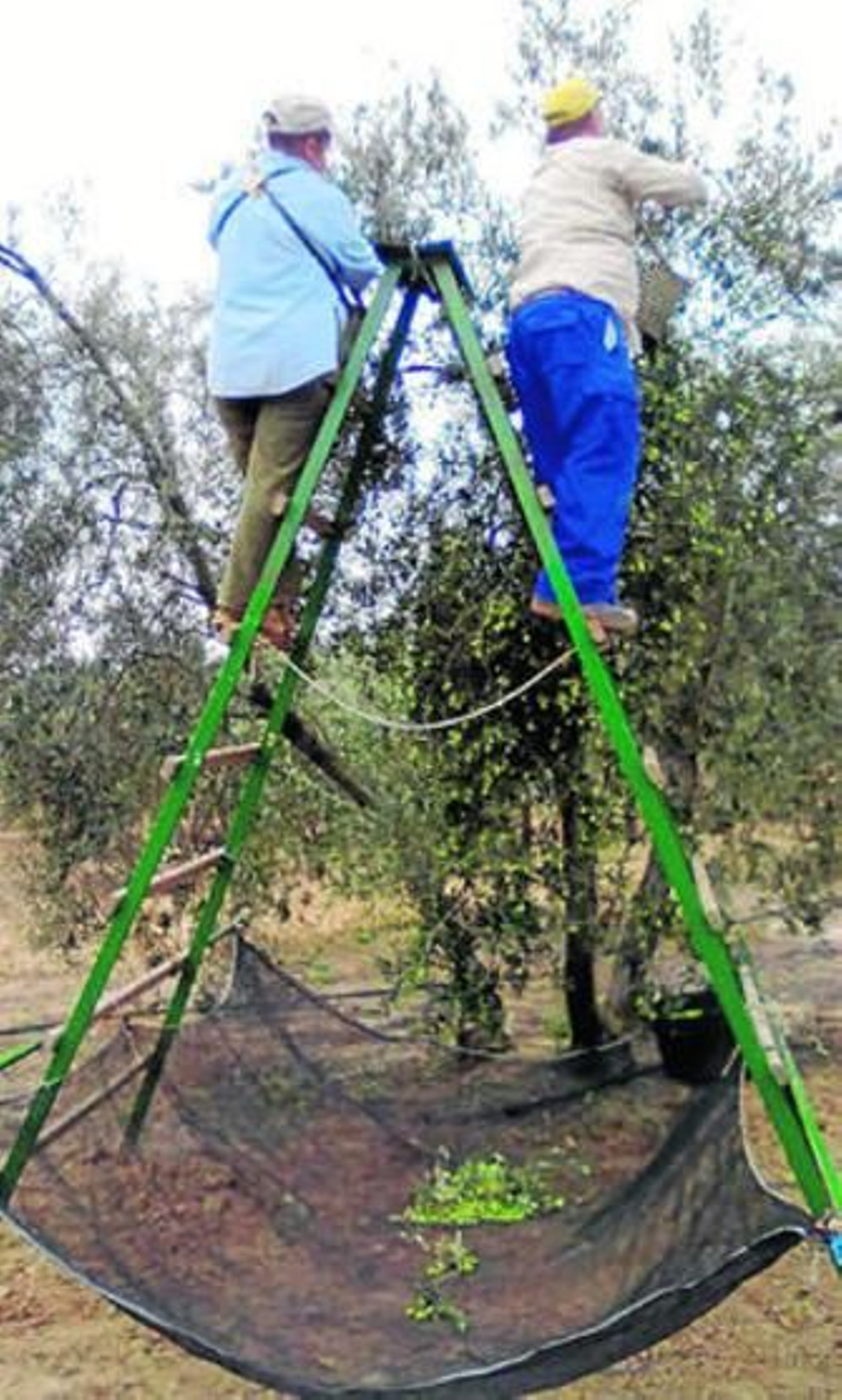 Recogida manual de la aceituna.