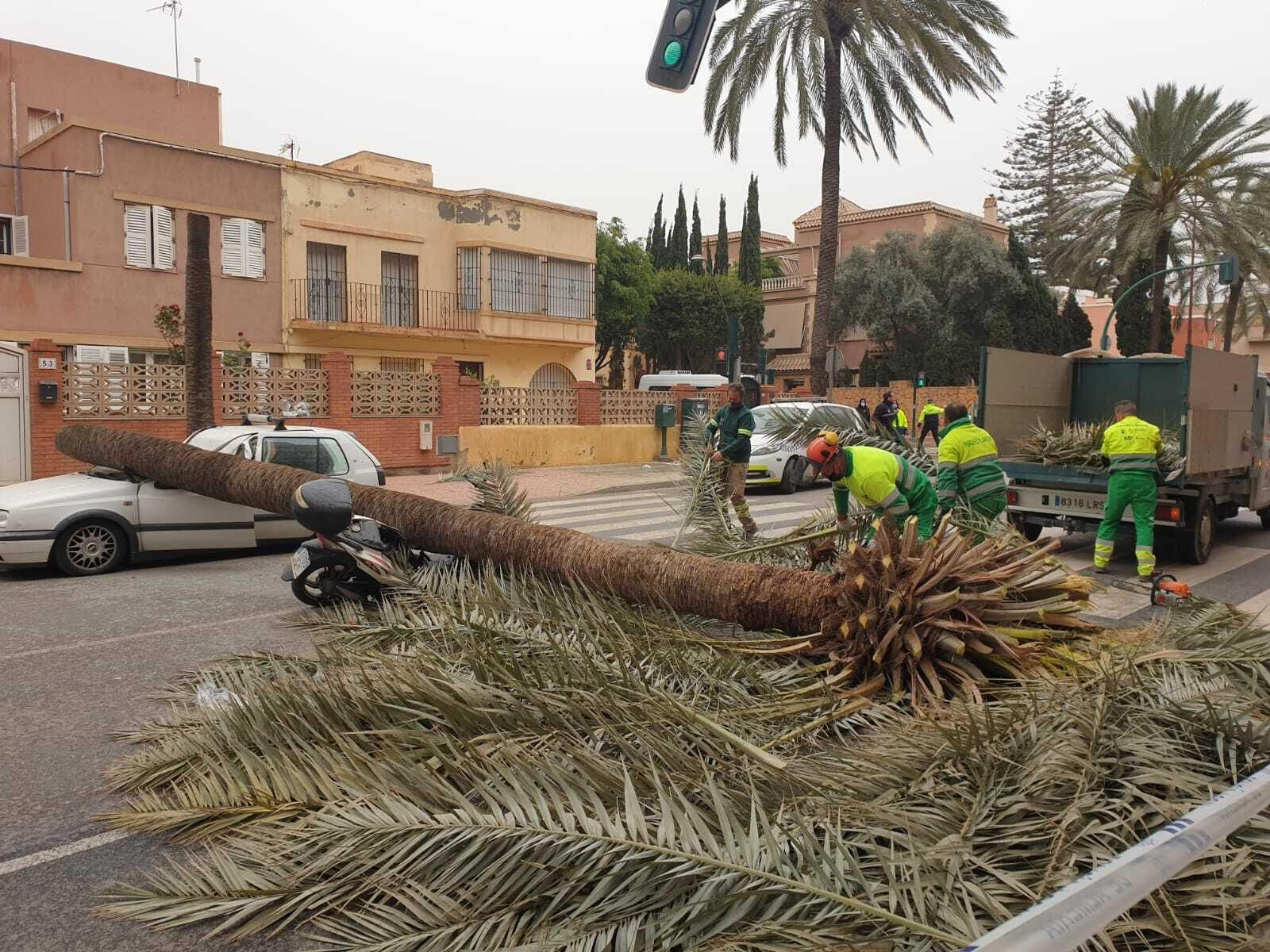 Operarios de la empresa de jardines retiran la palmera de la avenida de Cabo de Gata