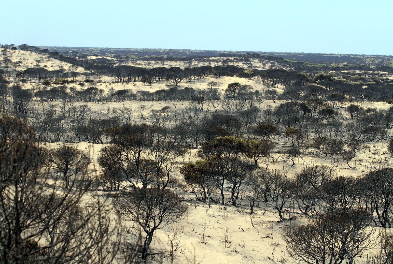 Imágenes de las consecuencias del incendio de Moguer