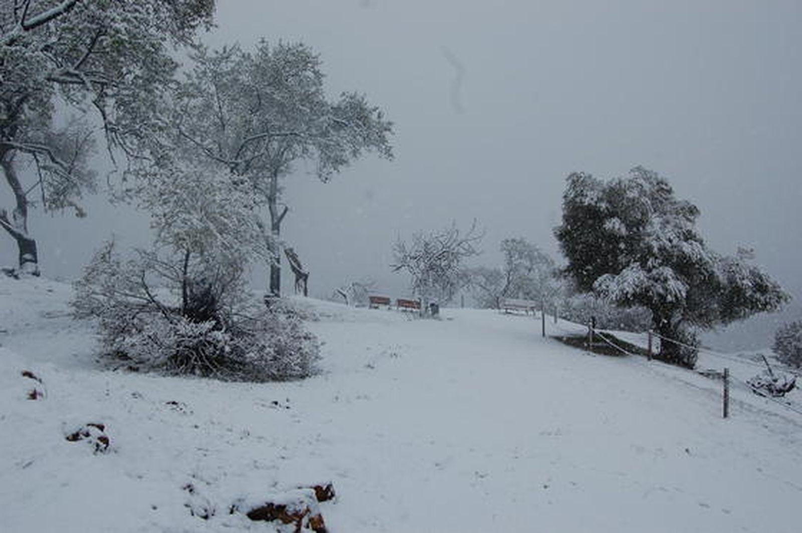 El Muriano

Foto: De Arellano