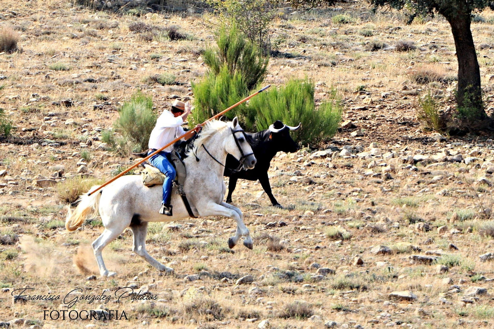 Saltos y fintas de vértigo en los encierros de Santiago de la Espada, en imágenes