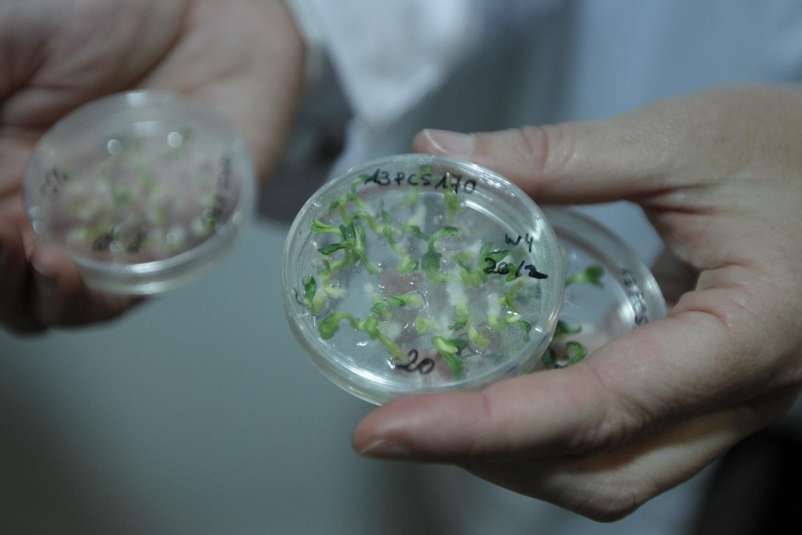 Fotogalería presentación resultados Bayer