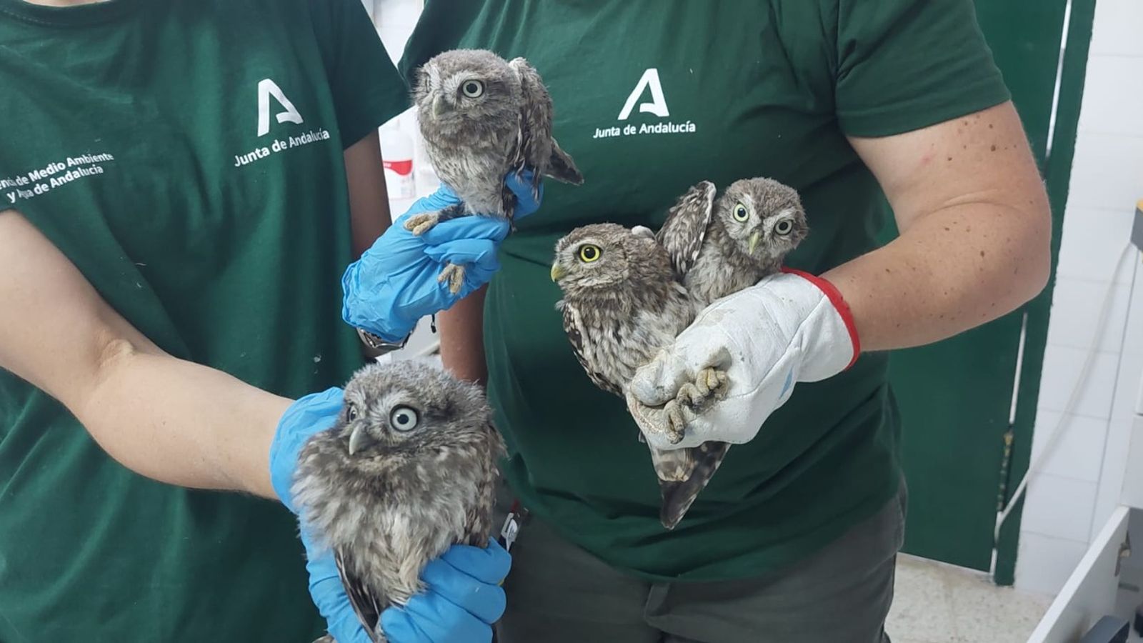 Algunas de las especies recuperadas en el CREA Quiebrajano.