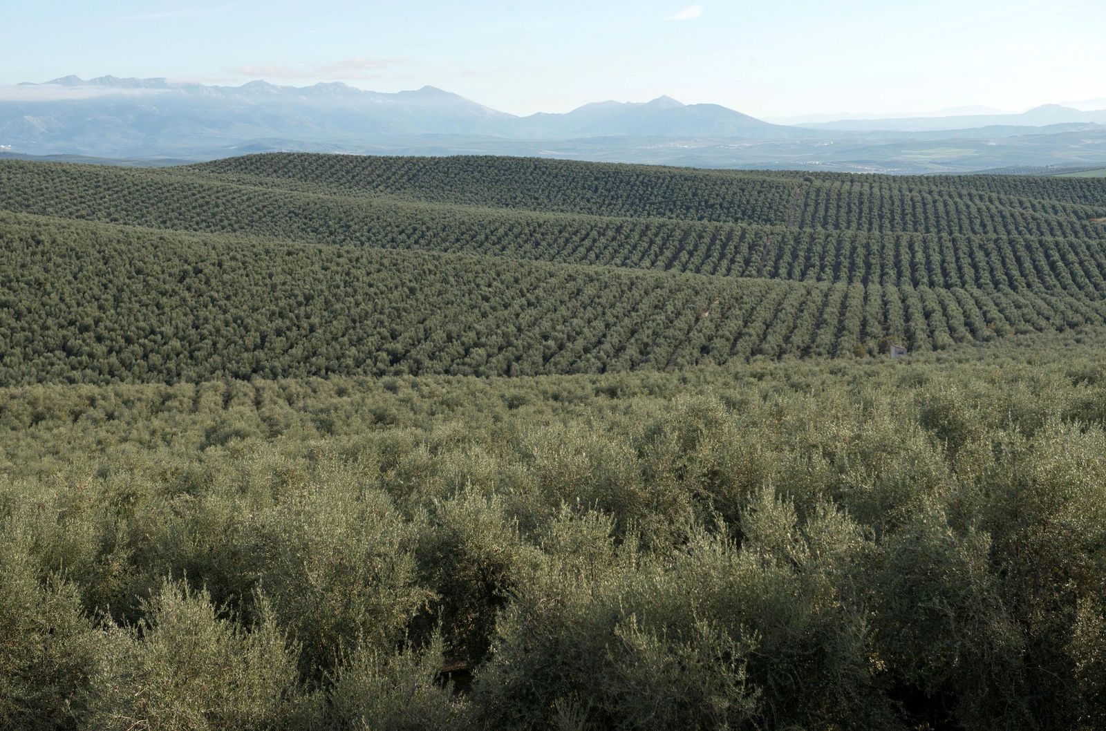 Campo de olivares en la provincia de Jaén