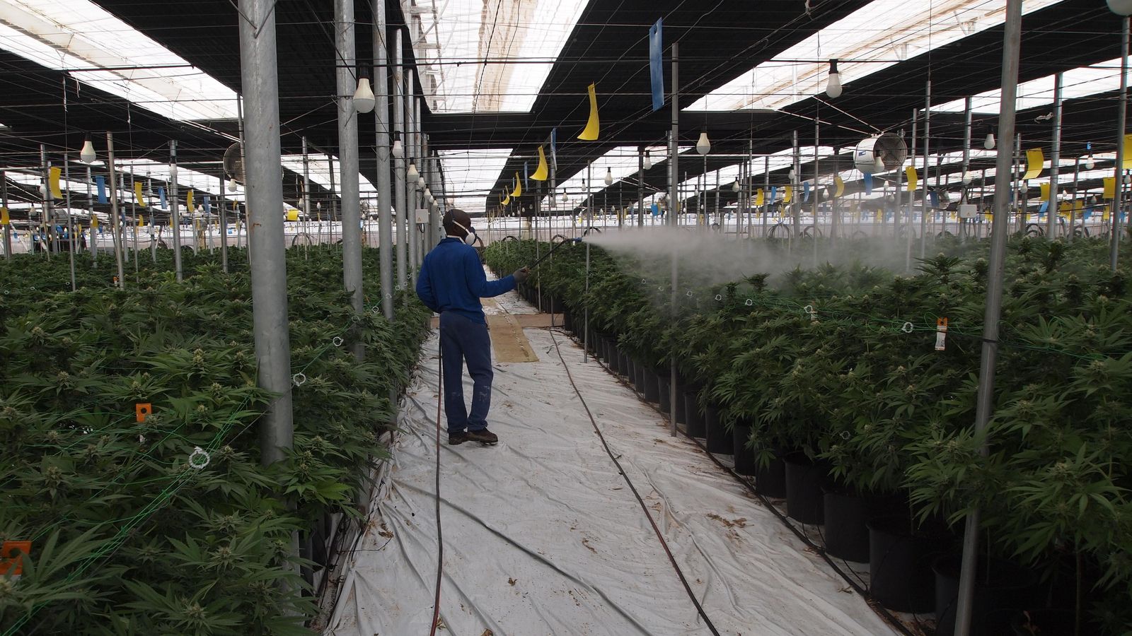 Uno de los trabajadores con el fertilizante sulfatado