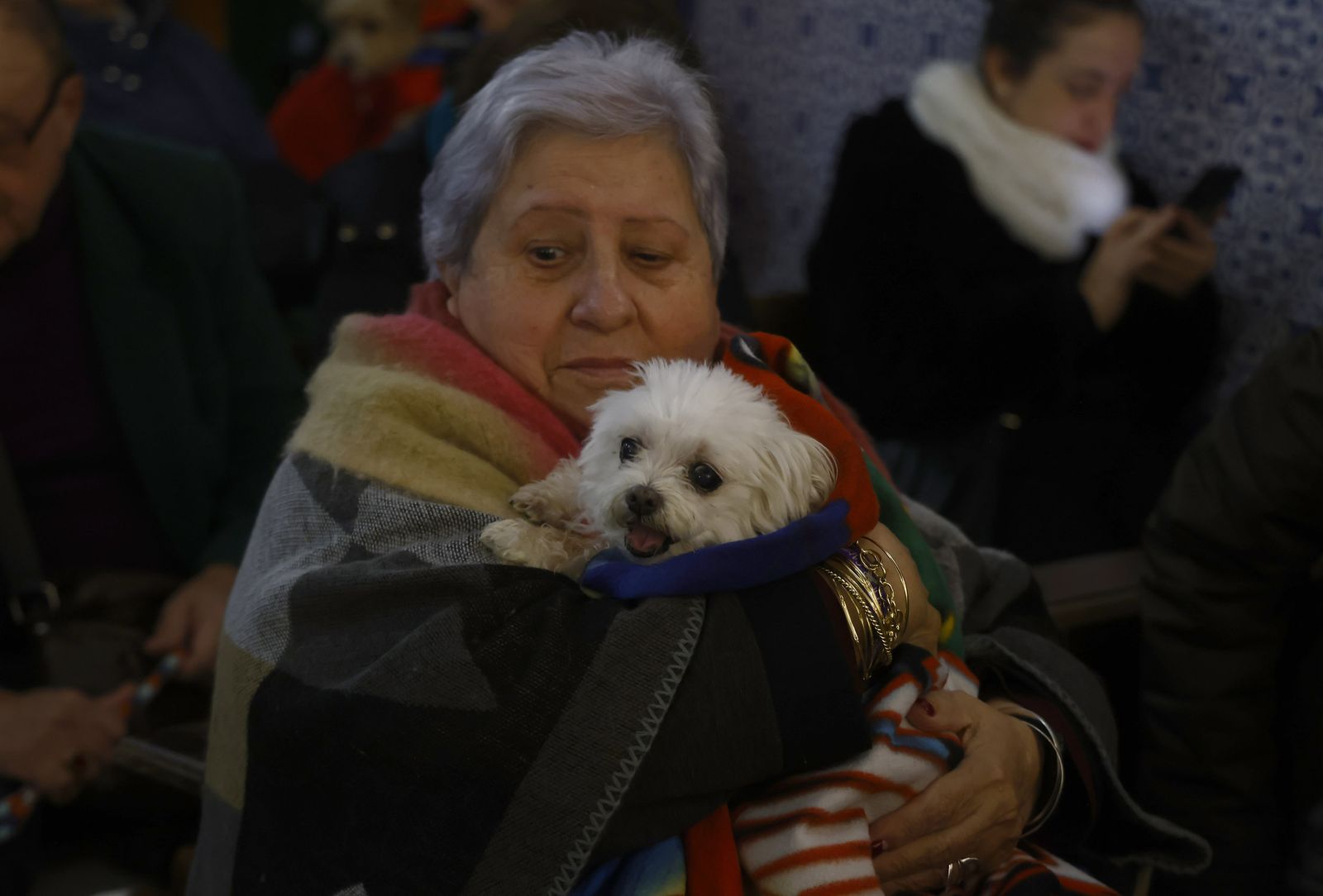 Bendición de animales por San Antón en la Divina Pastora, todas las fotos