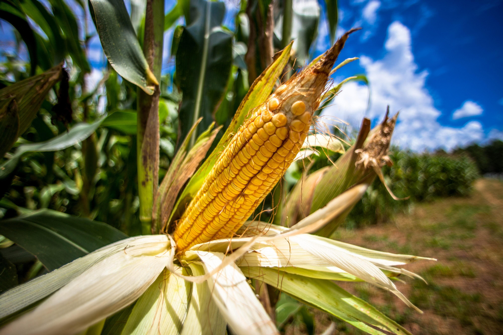 Fotografía de archivo de en un cultivo de maíz.