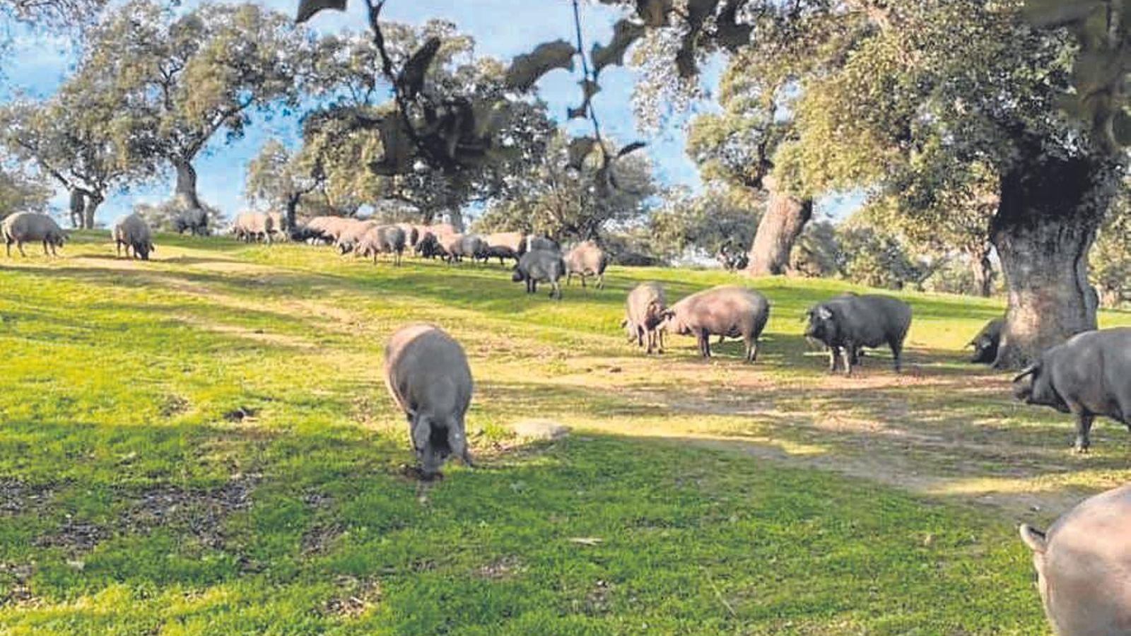 Los encinares rodean la localidad, donde es fácil encontrar ejemplares de cerdo ibérico.