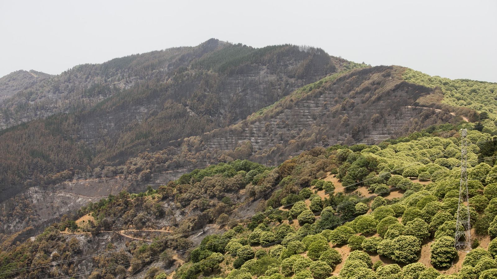 Los castañares han sido un gran aliado de los bomberos.