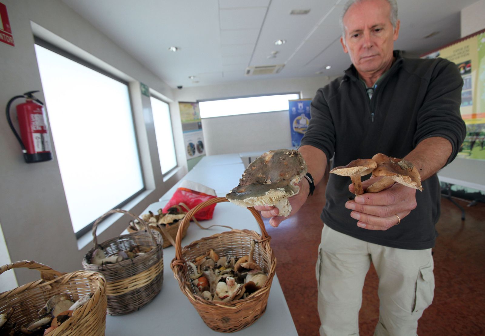 Elementos de transporte que permitan la aireación y dispersión de las esporas