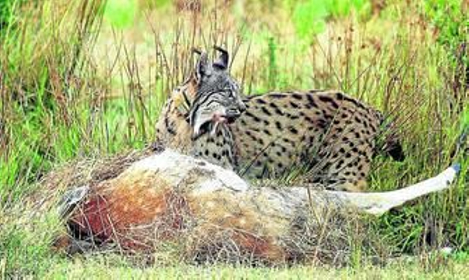 Imagen de un lince ibérico comiendo el cadáver de un cérvido en Doñana.