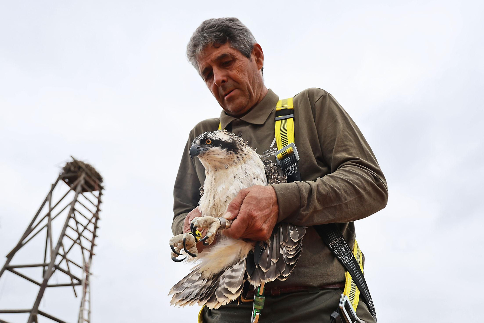 Imágenes del anillamiento de los primeros pollos de águila pescadora nacidos en 2025 en Huelva Imágenes del anillamiento de los primeros pollos de águila pescadora nacidos en 2025 en Huelva
