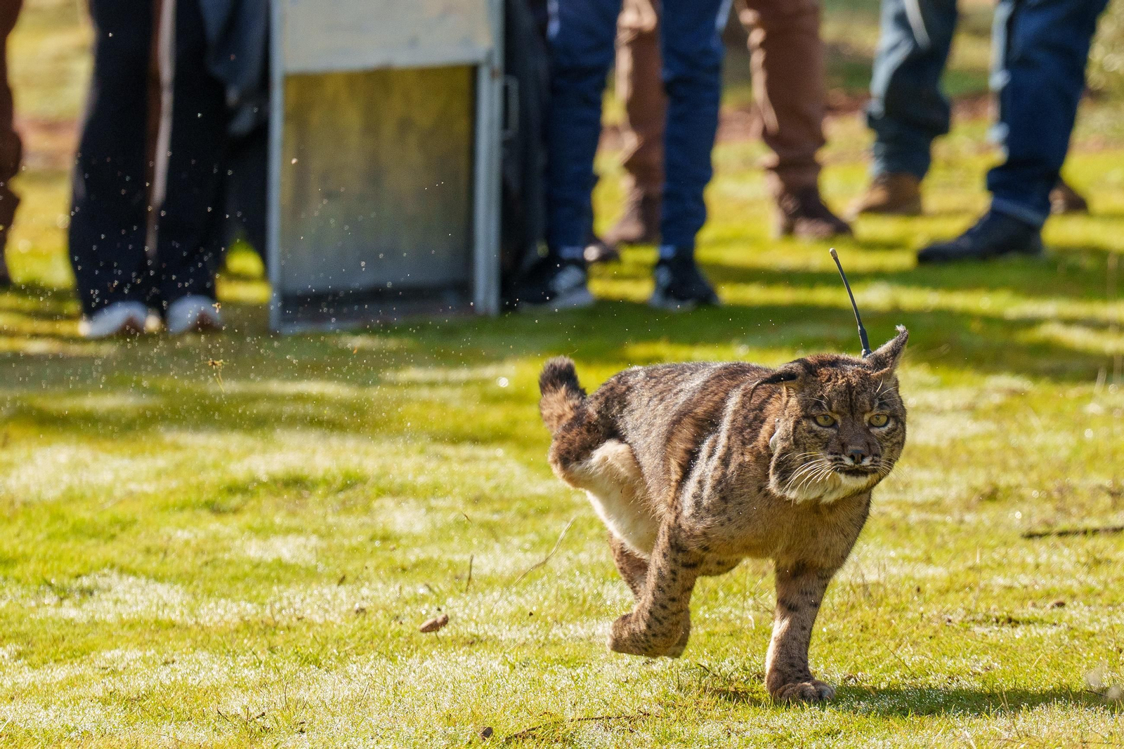 La lince 'Kai' es liberada en el Guadalmellato