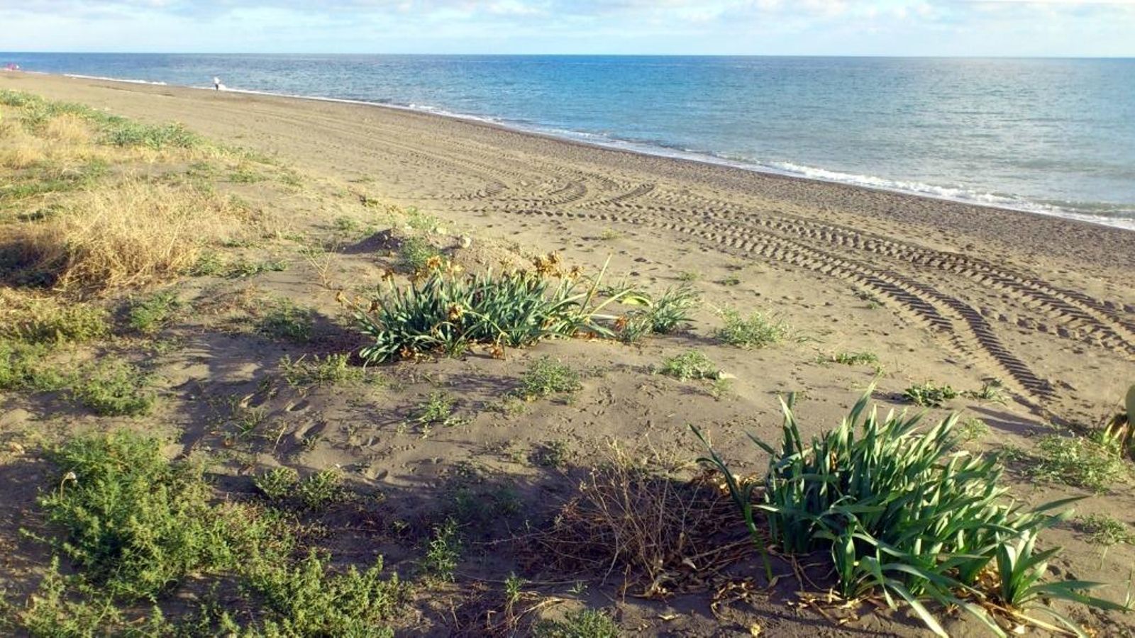 La vegetación de la senda se va recuperando poco a poco.