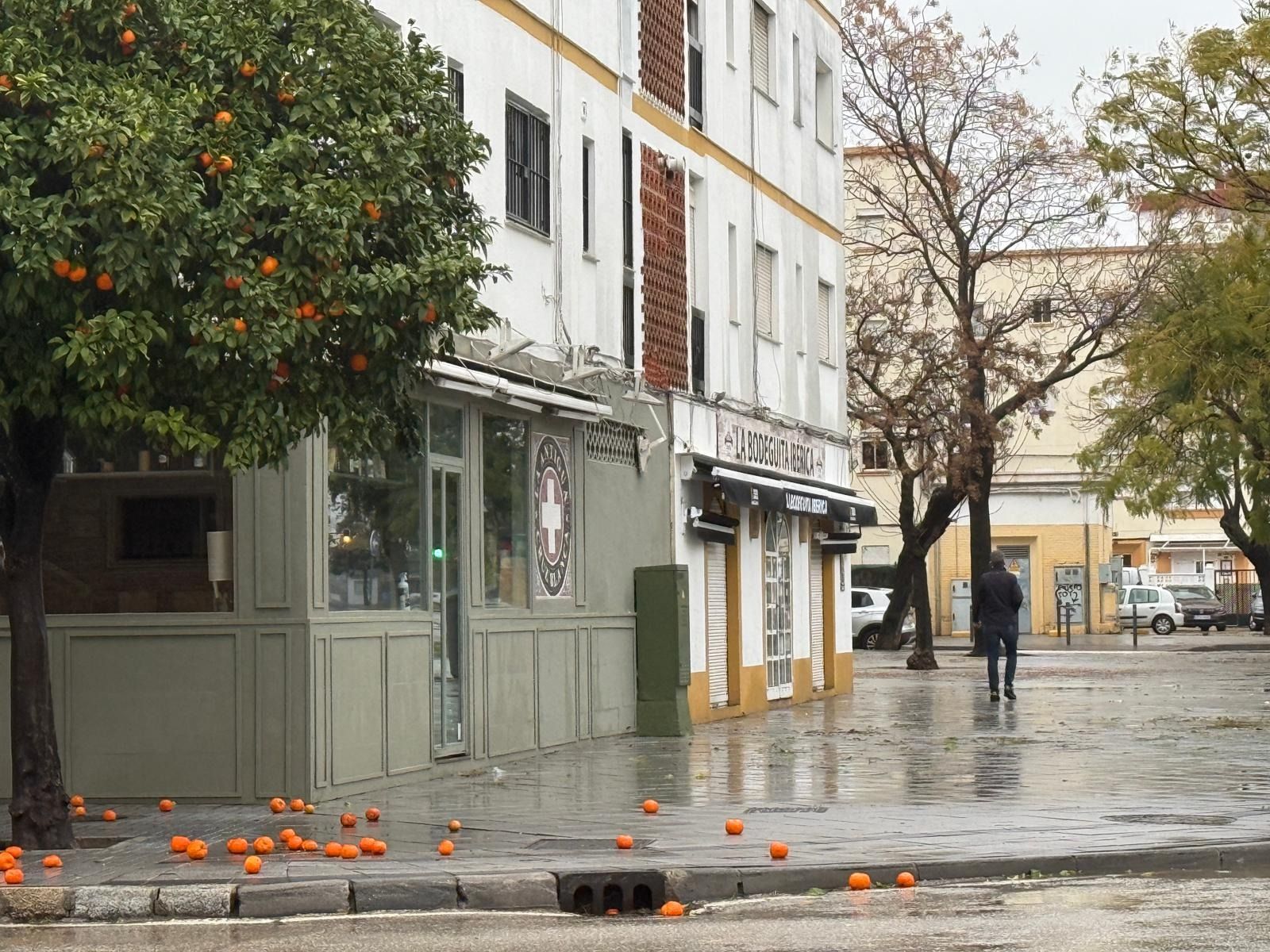 Naranjas derribadas por el viento en un árbol de la avenida Virgen de Fátima