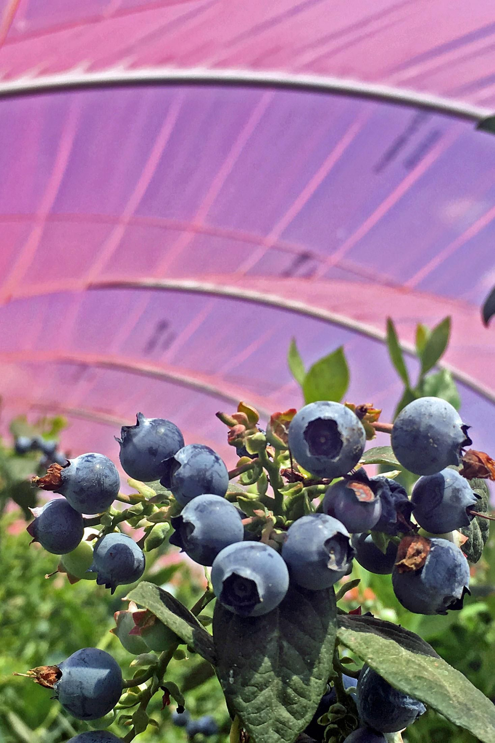 Imágenes de los plásticos luminiscentes que mejora el rendimiento de los frutos rojos en Huelva Imágenes de los plásticos luminiscentes que mejora el rendimiento de los frutos rojos en Huelva