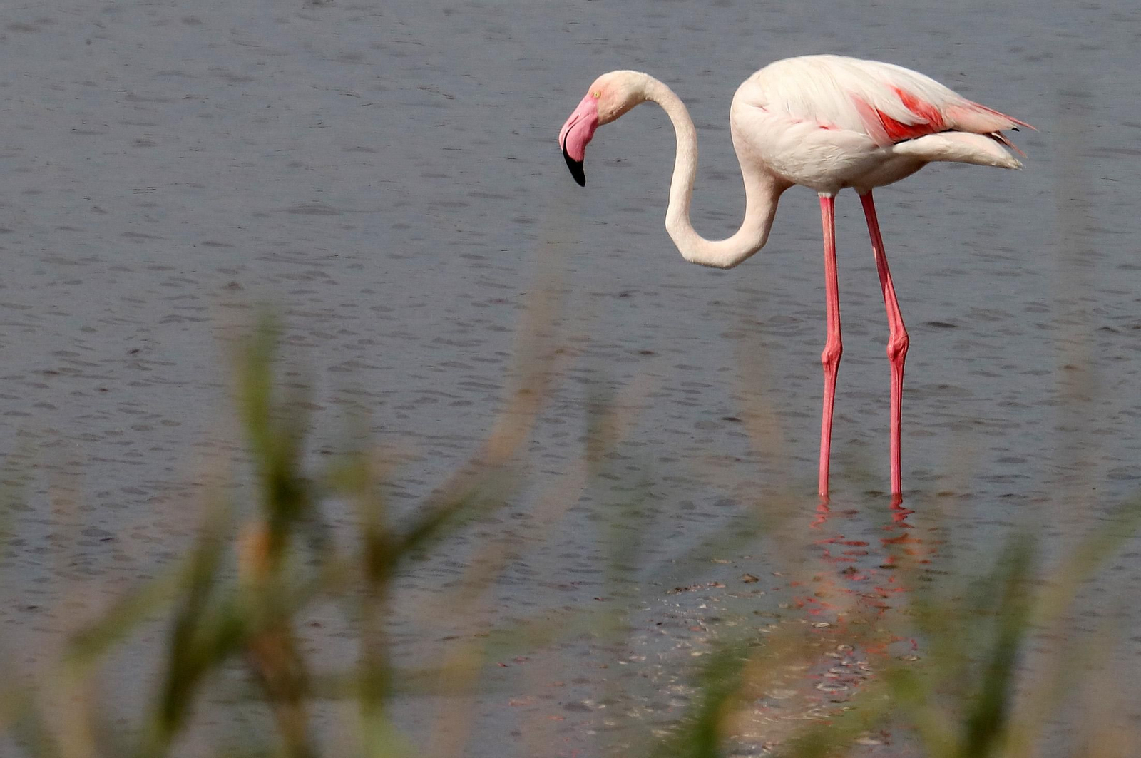 Imágenes de Marismas del Odiel, un Paraje Natural en la confluencia de las desembocaduras de los ríos Tinto y Odiel