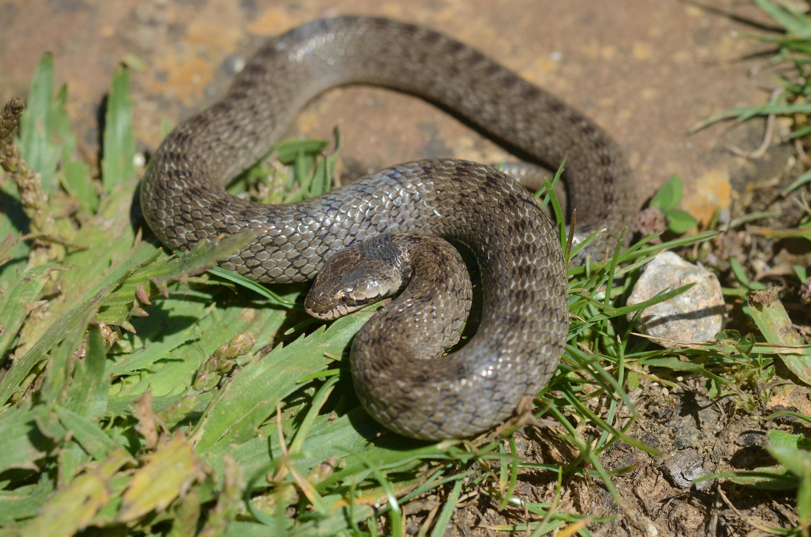 Culebra de cogulla. Solares y escombreras. Las hay también en hábitas bien conservados. Inocula veneno a sus presas pero no existen casos de muerte a seres humanos. Se las  encuentra activas al atardecer.