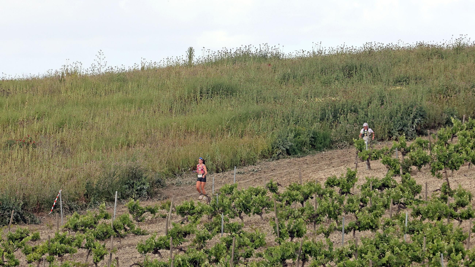 Búscate en la Sherry Maratón 2025 de Jerez (I)