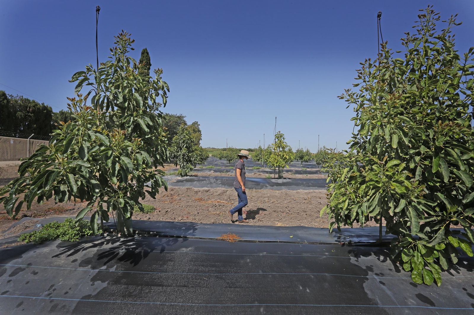Aguacate:EL "oro verde"ya se cultiva en jerez