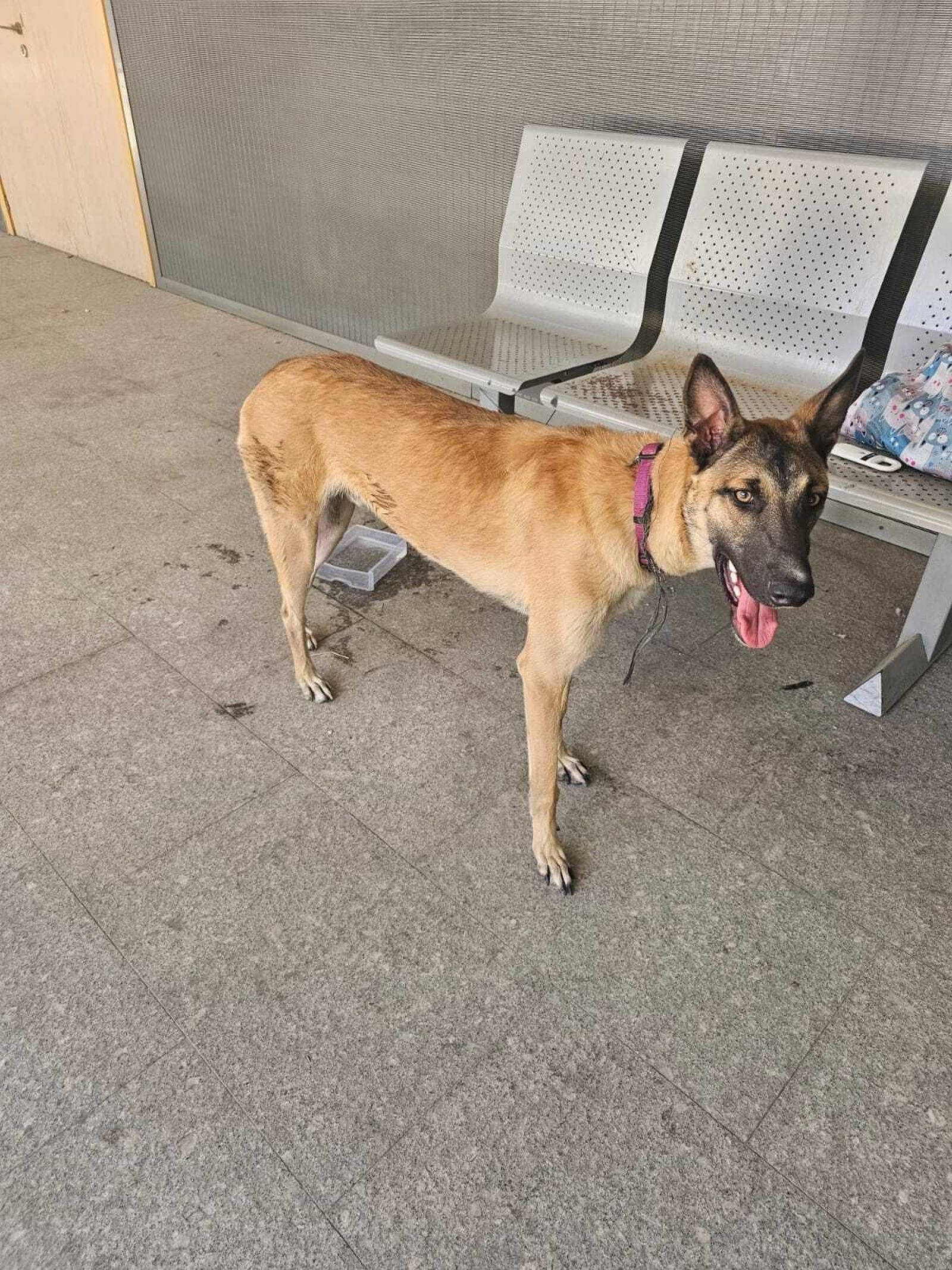 El perro abandonado en la calle y al que los policías locales han encontrado una familia de adopción.