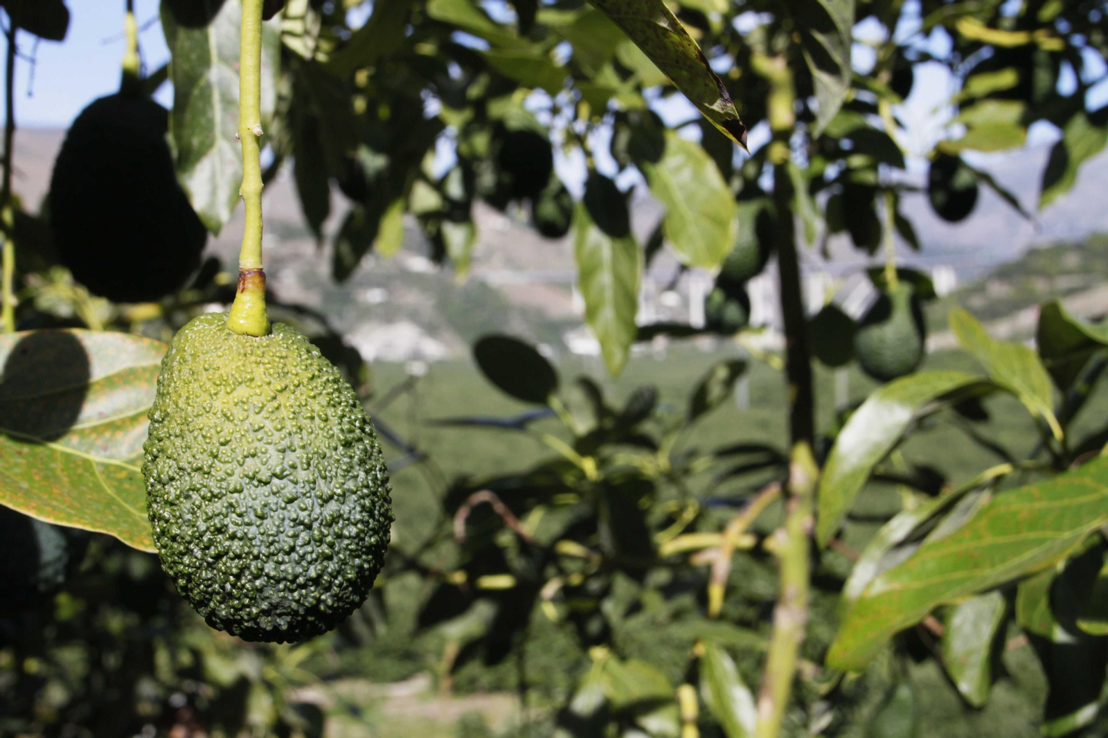 Agricultores de la Costa Tropical urgen a la Junta la recarga del acuífero de Río Verde Agricultores de la Costa Tropical urgen a la Junta la recarga del acuífero de Río Verde