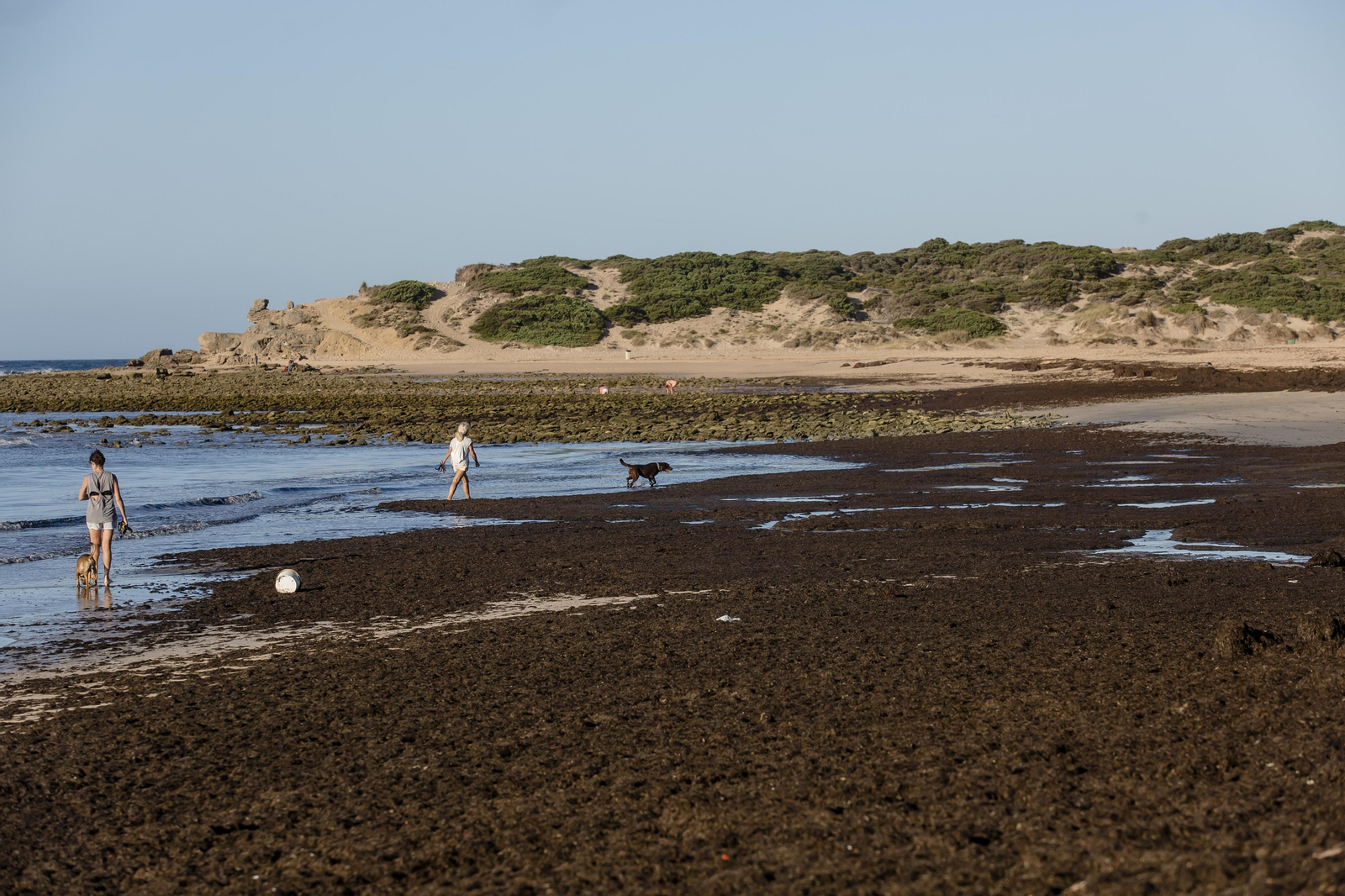 El alga asiática invade de nuevo la playa de Los Caños de Meca